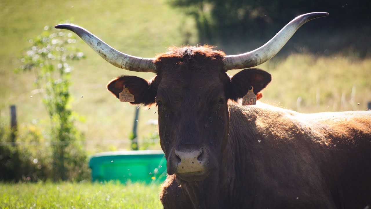 Un été dans un élevage du Cantal ! 