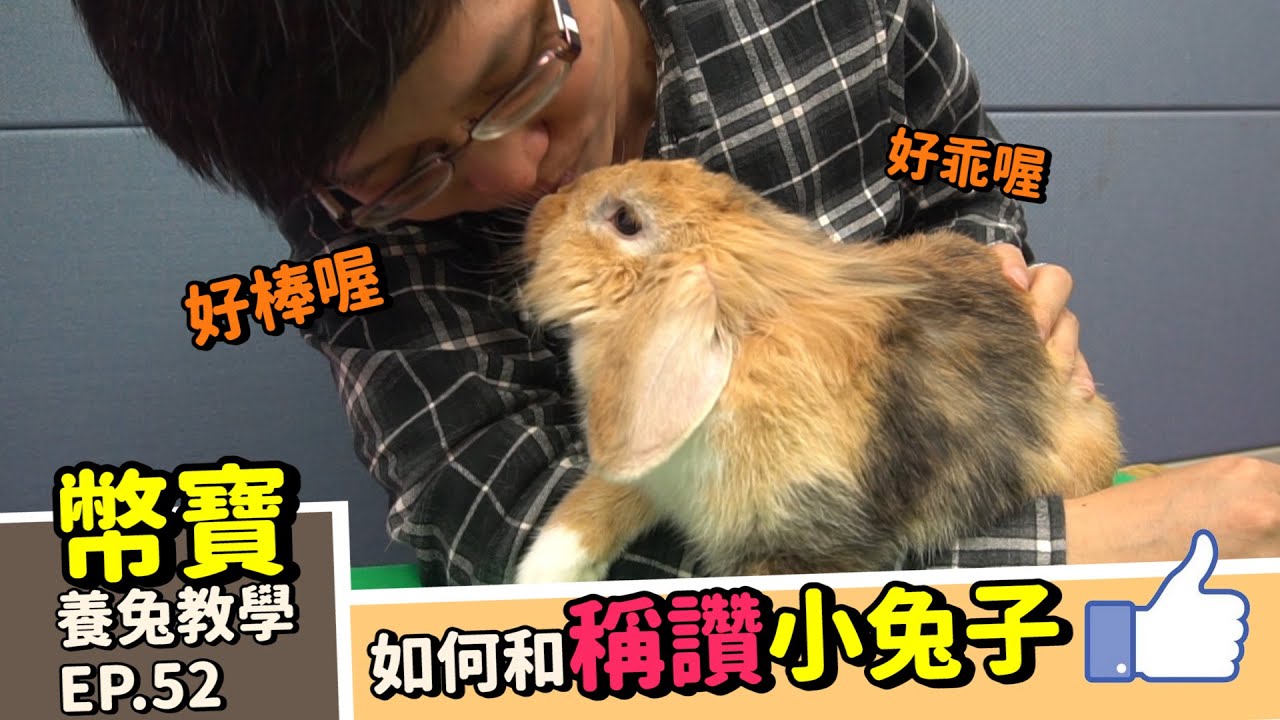 如何稱讚小兔子 增進感情的第一步｜兔子只吃葉子不吃梗怎麼辦｜幣寶養兔教學系列 EP 52｜ChampKnows【冠軍知道】