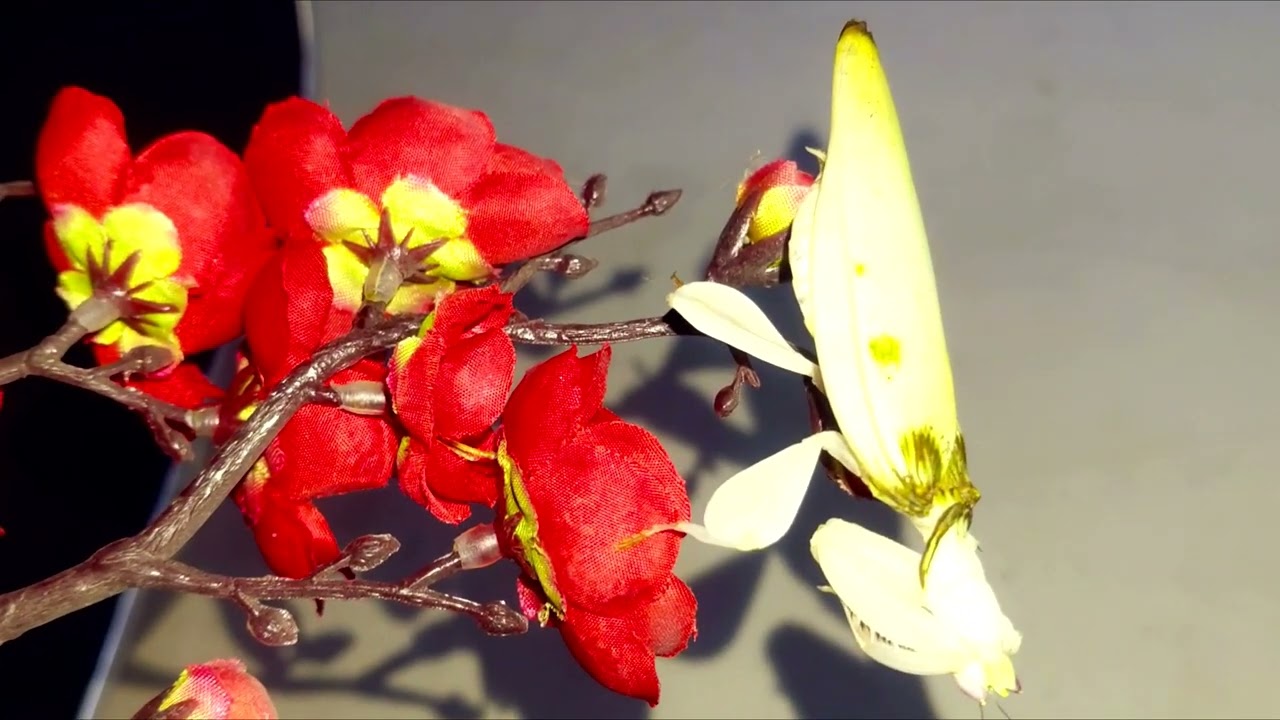 Este animalito es sorprendente, ficha de cuidados de la mantis orquidea