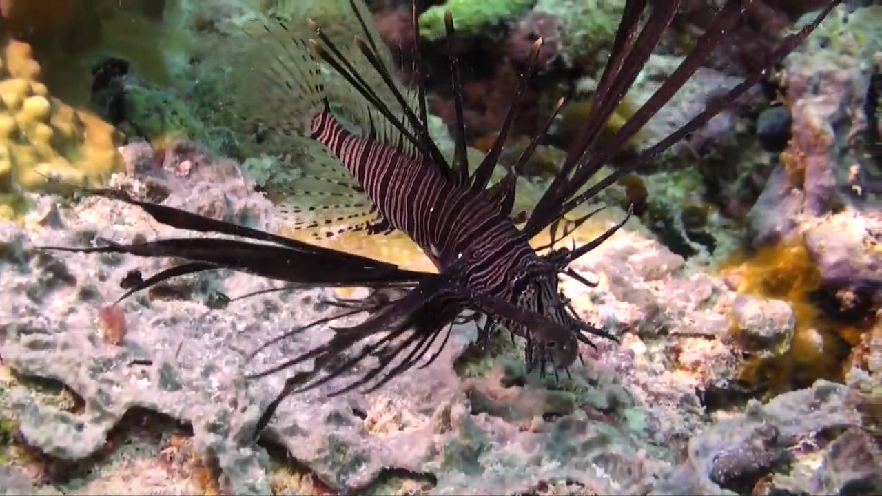 Scuba Diving Around Sipadan, Malaysia  in HD With Aquatech Scuba Center