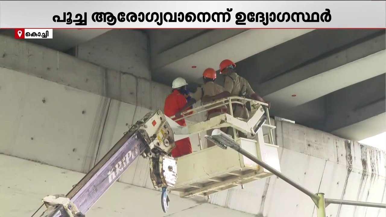 മെട്രോ പില്ലറില്‍ കുടുങ്ങിയ പൂച്ചയെ പിടികൂടാനായില്ല: ദൗത്യം രാത്രിയില്‍ പുനരാരംഭിക്കും