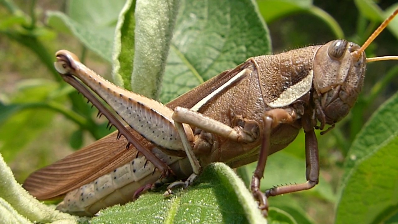 insetos fauna brasileira sertaneja GAFANHOTOS E GRILOS animais silvestres selvagens brazilian brasil