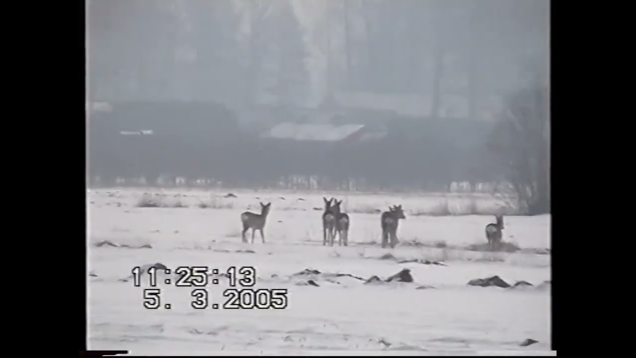 Łowicz Przedmiescie, ul. Czajki, rzeczka i sarny w Zielkowicach. 5.03.2005.