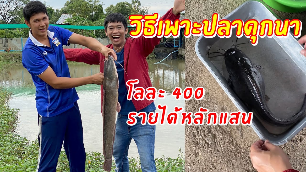 วิธีเพาะเลี้ยงปลาดุกนา โลละ 400 สร้างรายได้หลักแสน | เอิร์ธสดชื่น