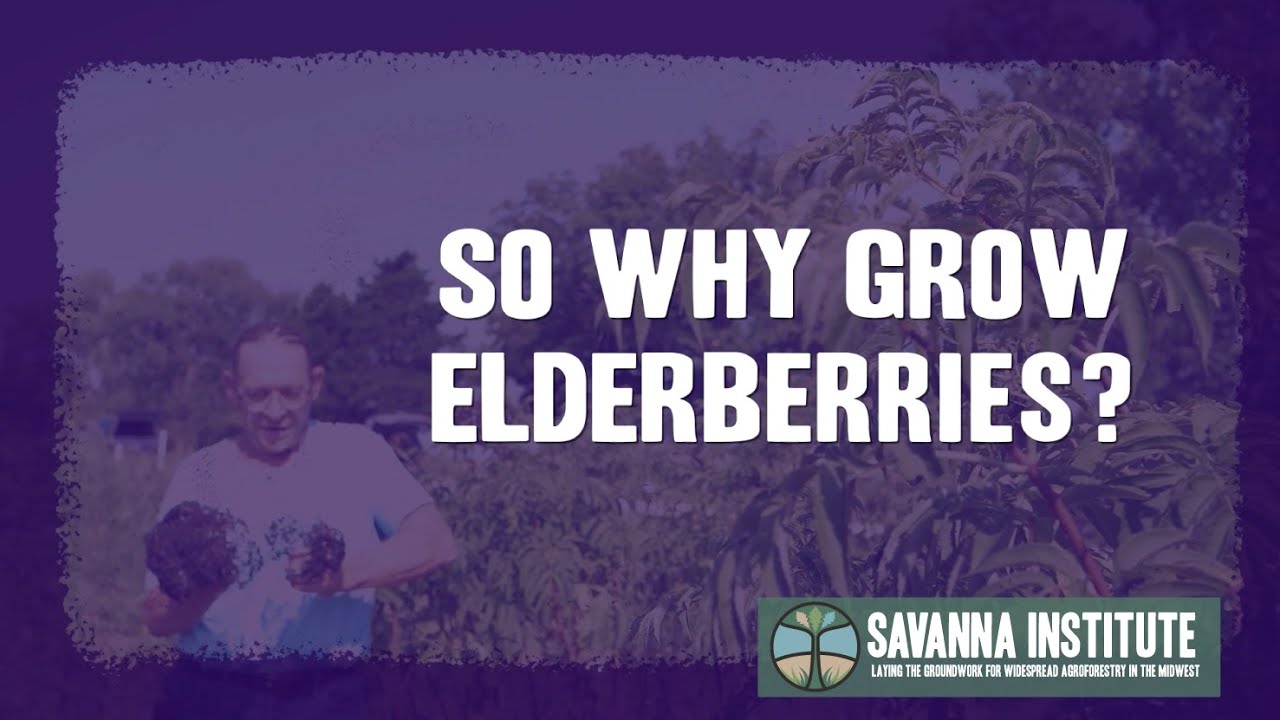 How To Grow Elderberries in the Midwest