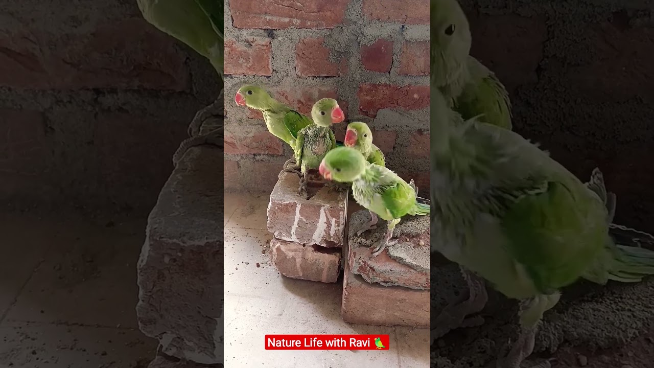 baby parrot sound🦜#shortsfeed #shorts #youtubeshorts