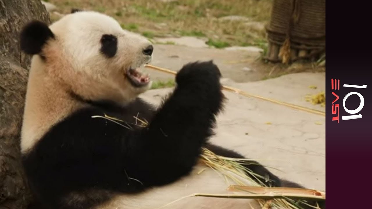 🇨🇳 Saving China's Pandas | 101 East