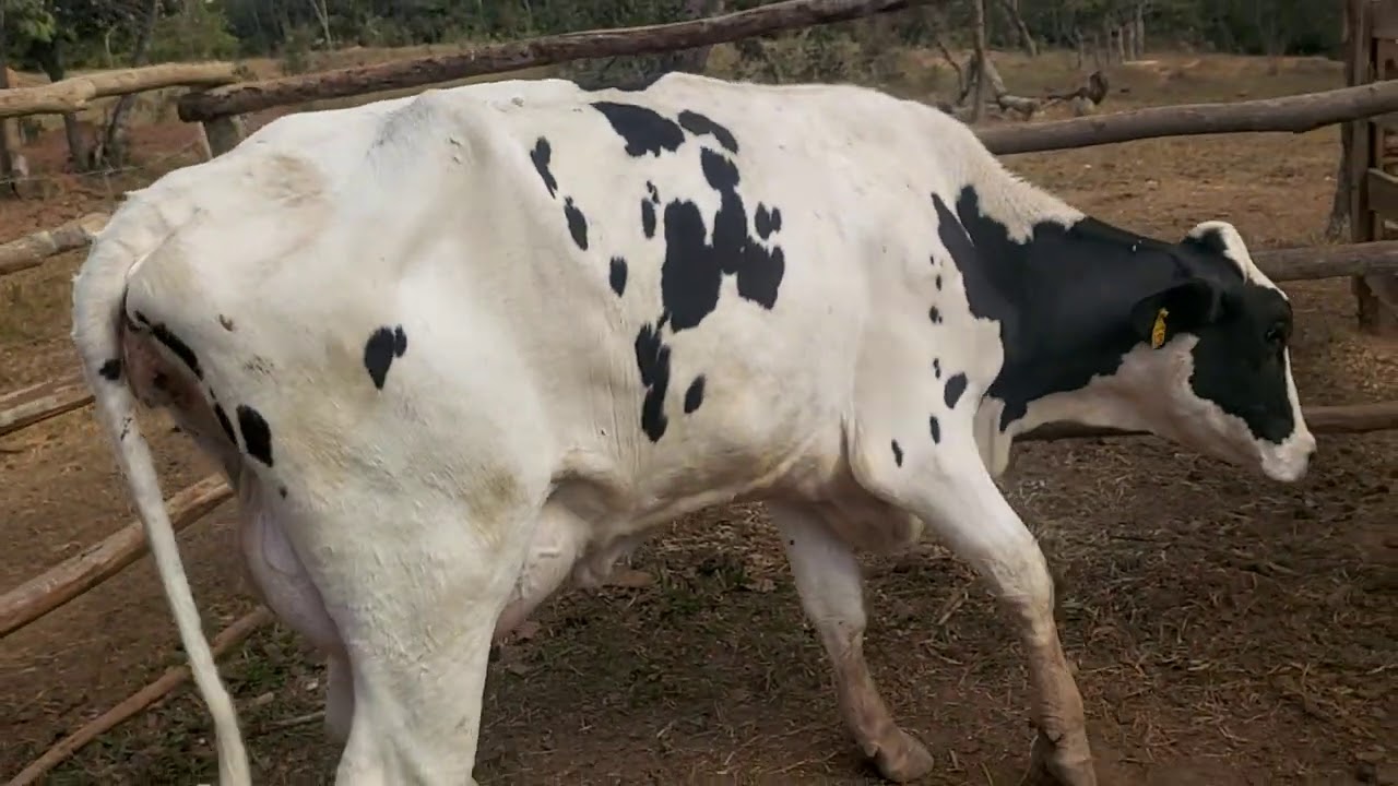 Melhor Antibiótico e Anti-inflamatório que encontramos para aplicar no Gado