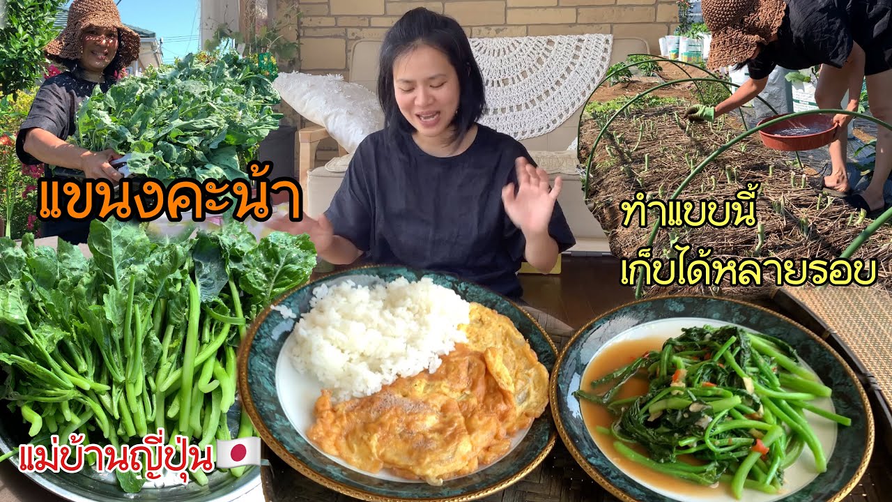 เก็บคะน้าอย่าถอนต้นทิ้ง ทำแบบนี้เก็บกินได้หลายรอบ เก็บแขนงคะน้ามาผัดไฟแดง ชีวิตแม่บ้านญี่ปุ่นติดสวน