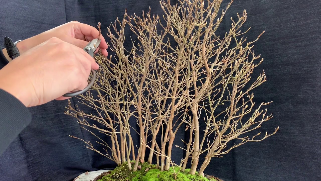 Bonsai stewartia monadelpha 姫沙羅 盆栽