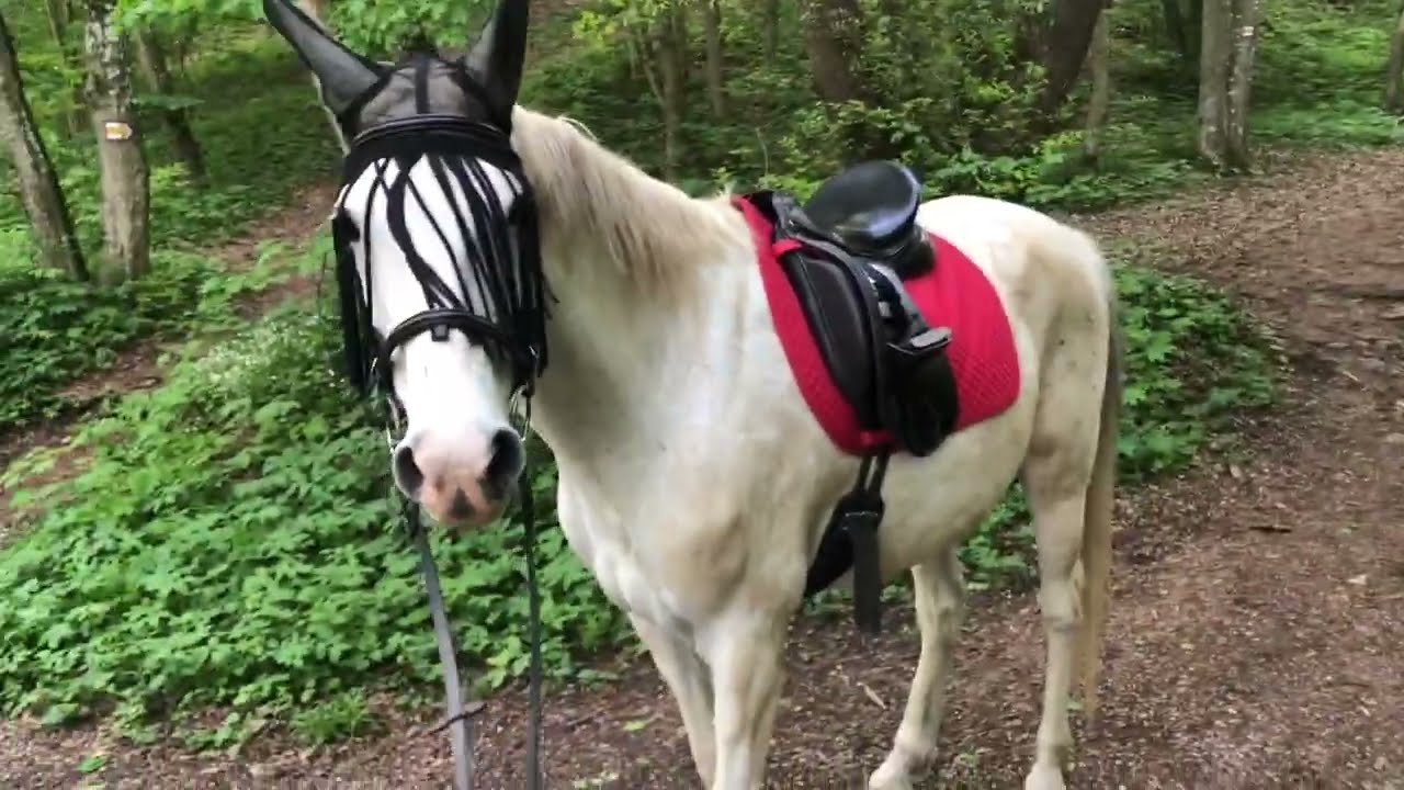 S Petrem v lese 🏇🏇Lesní překážky 🌲 Spadlé stromy