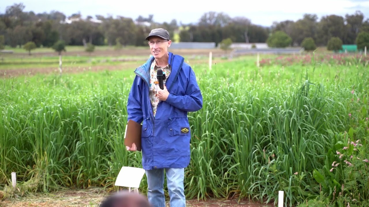 Lucerne and digit grass - What's the best mix?