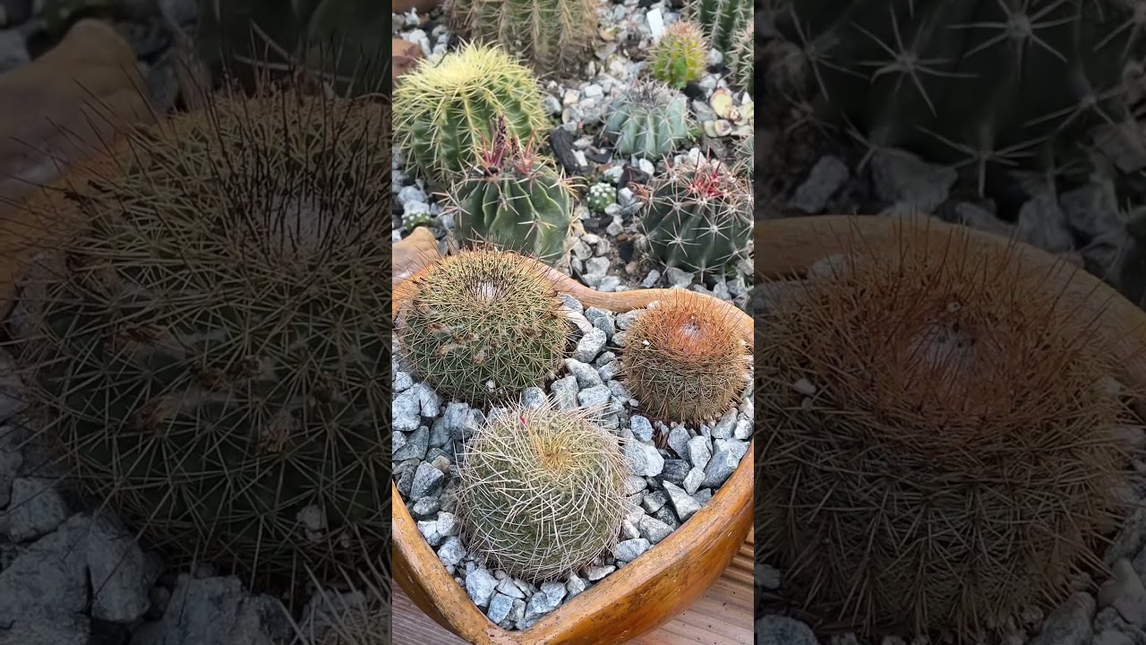 Espinhos Carinhosos