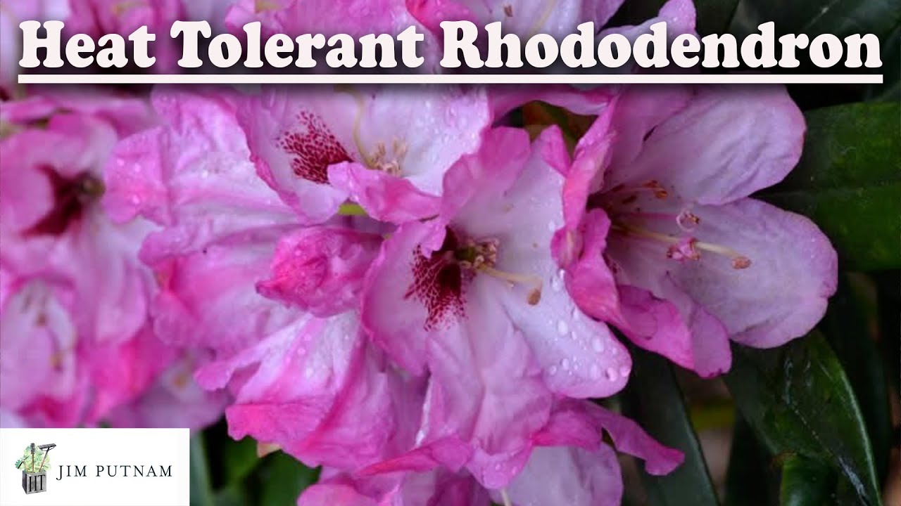 Awesome New Rhododendron - Southgate® Radiance™