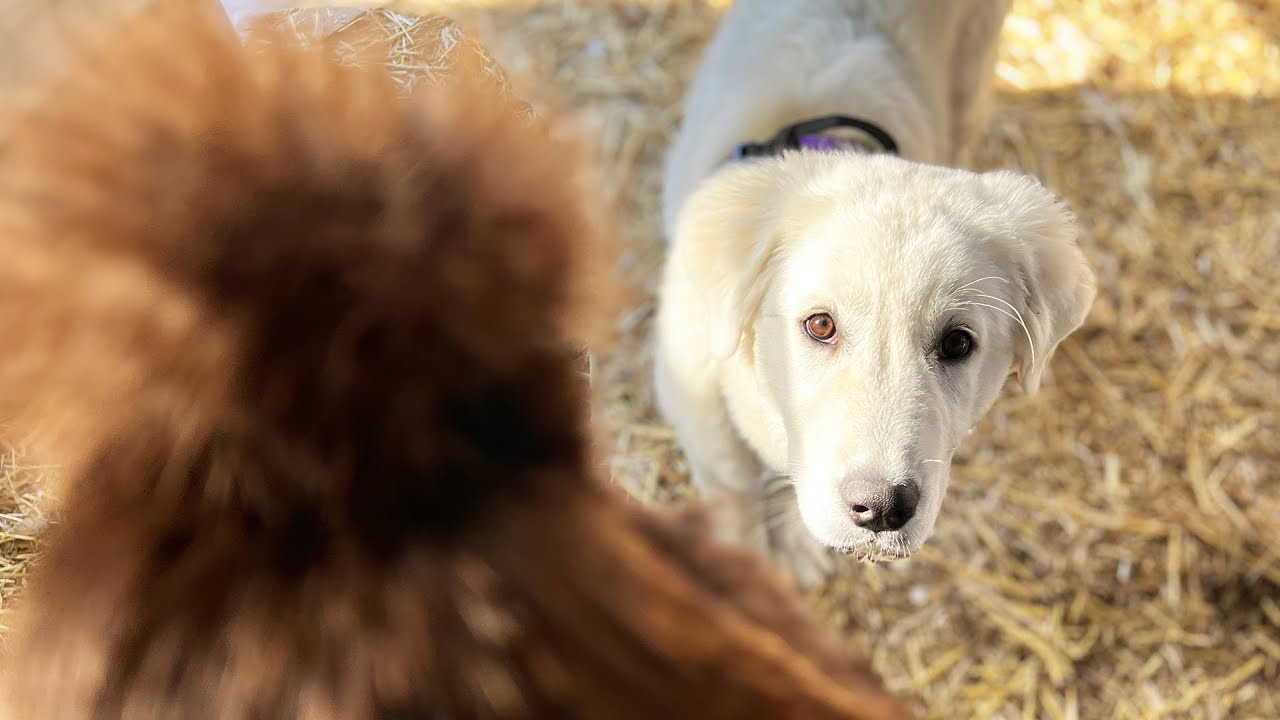 Farm Puppy's First Day of Work