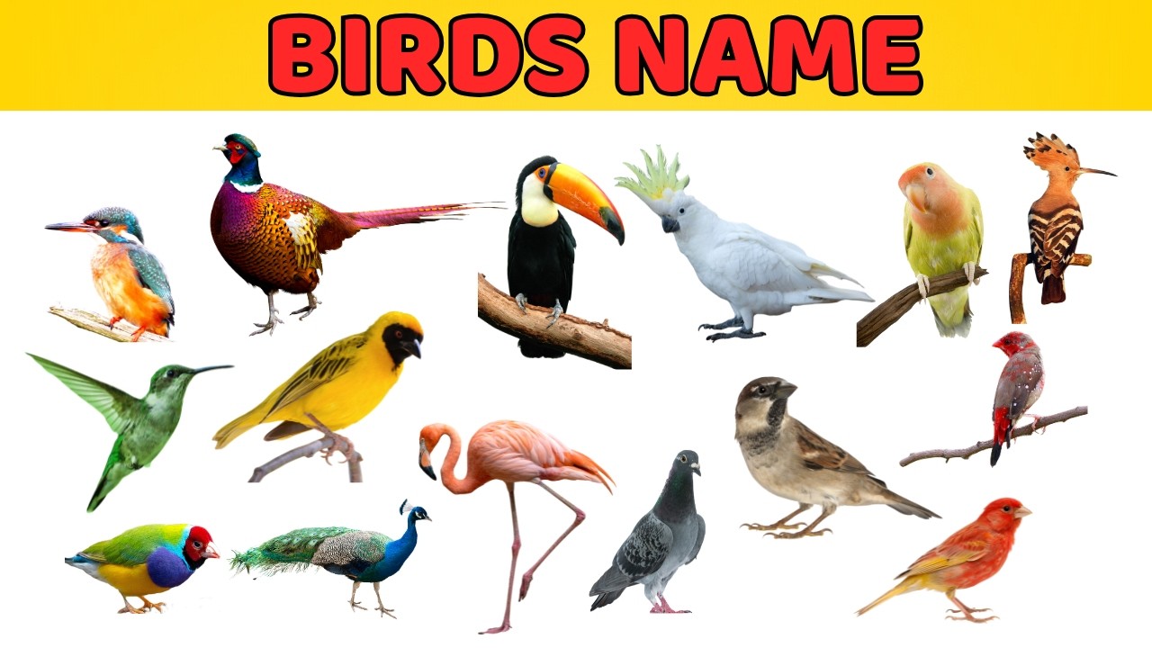 Learn Birds Name in English🦜| Kids Video
