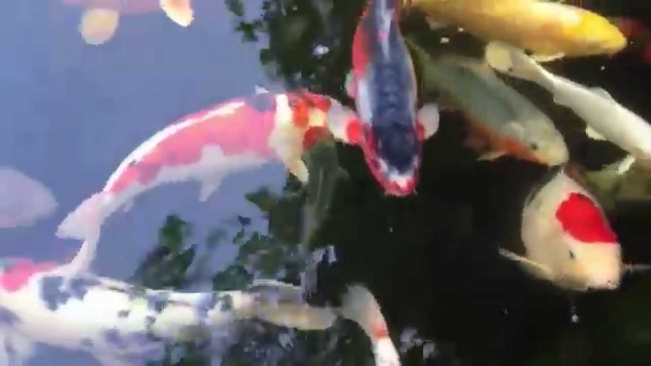 Natuurlijke Koi vijver