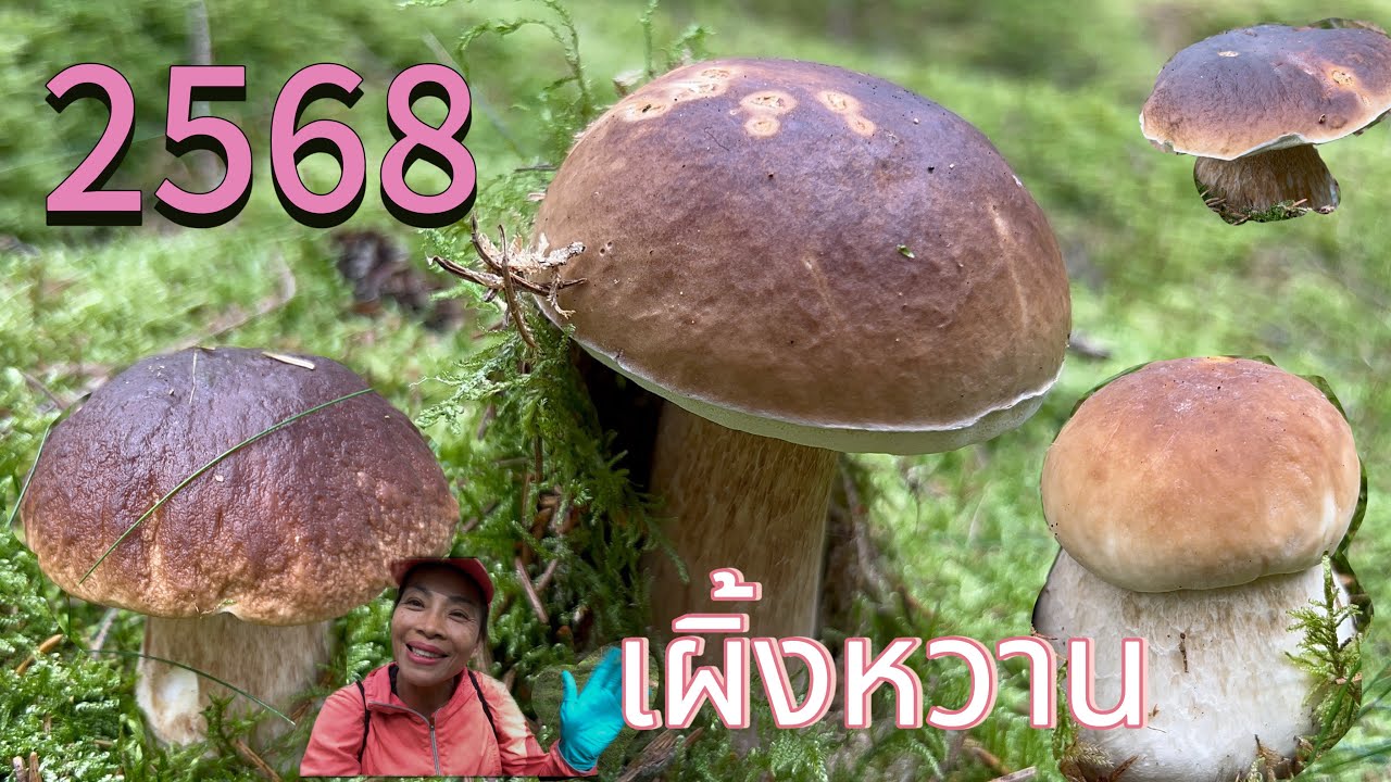 วันนี้ที่รอคอย # เก็บเห็ดเผิ้งหวาน # เห็ดเกาลัดดอกอวบอ่อน # ฟินสุดๆๆ.12/8/2025.
