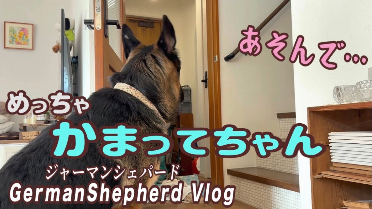 ひっつき虫のかまってちゃんシェパードの1日😂今日はやりたいこといっぱいなんだからぁー【ジャーマンシェパード】