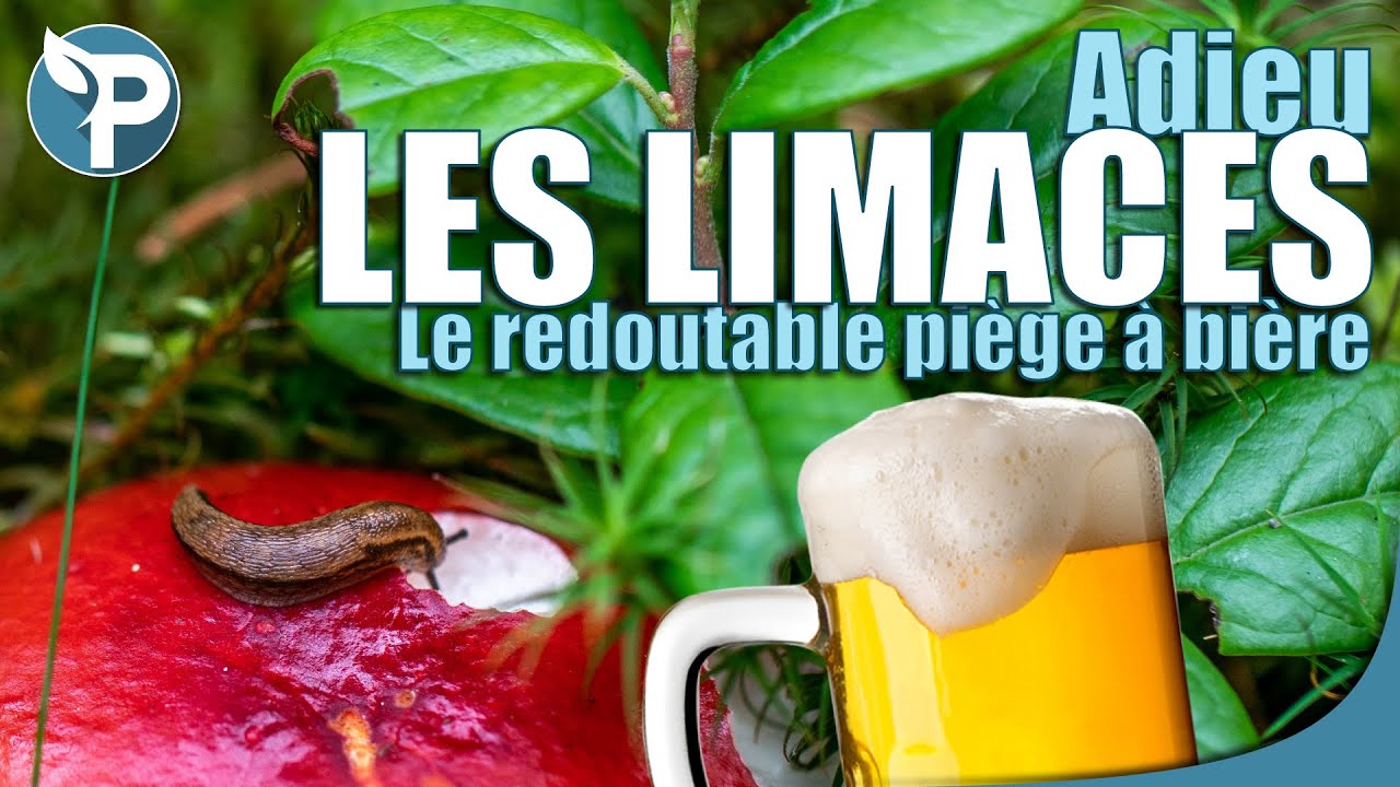 ANTI LIMACE naturel le plus REDOUTABLE! - Piège à bière