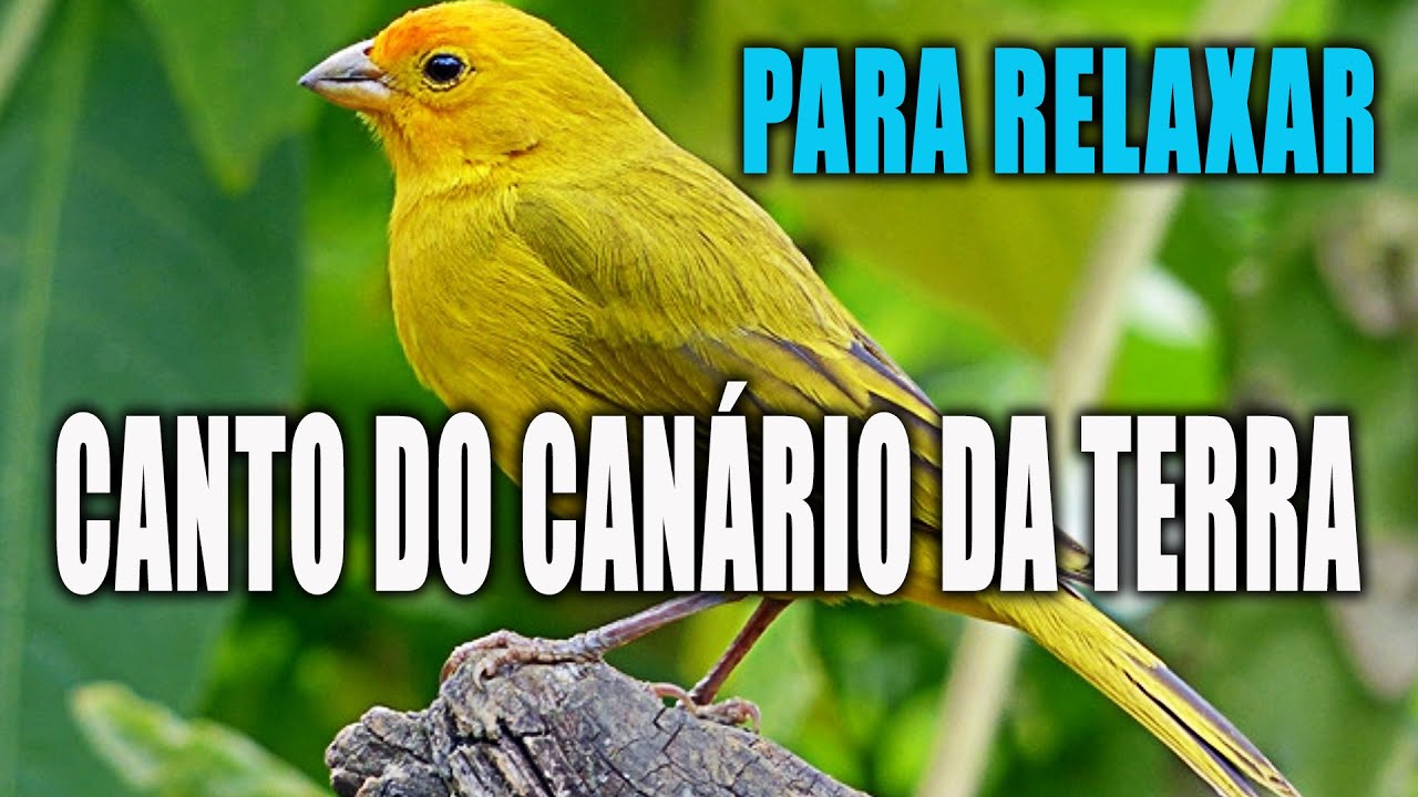 Canto do Canário da Terra - Relaxe ouvindo o Canário Cantando Muito