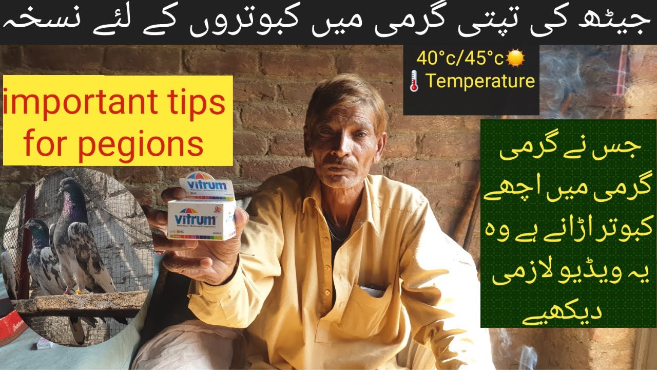 kabootar uranay ka nuskha|garmi me kabootar udane ka nuskha100%😲😲