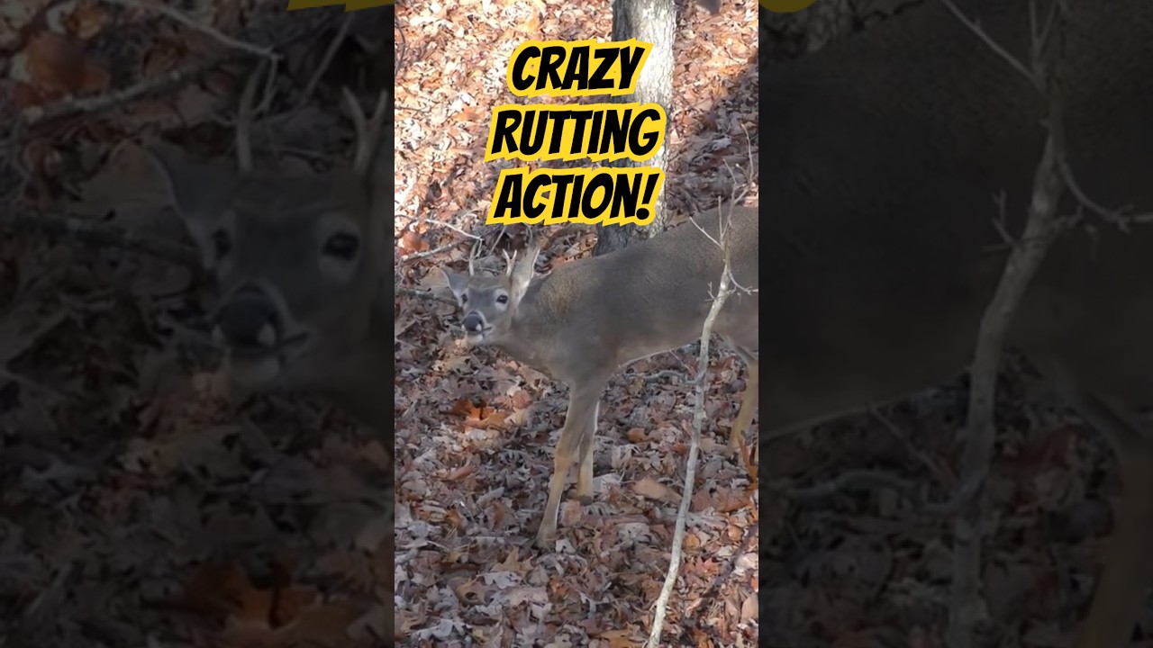 Craziest rutting buck I&rsquo;ve ever seen! #bucks #hunting #deer
