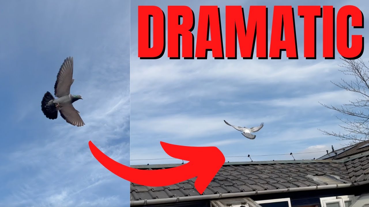 Most TERRIBLE Pigeon Race EVER