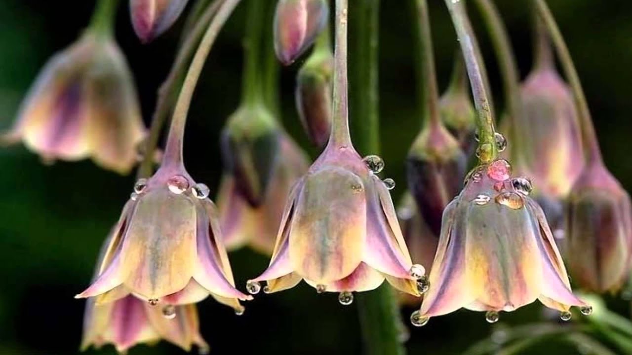 Blooming Flowers (HD1080p)