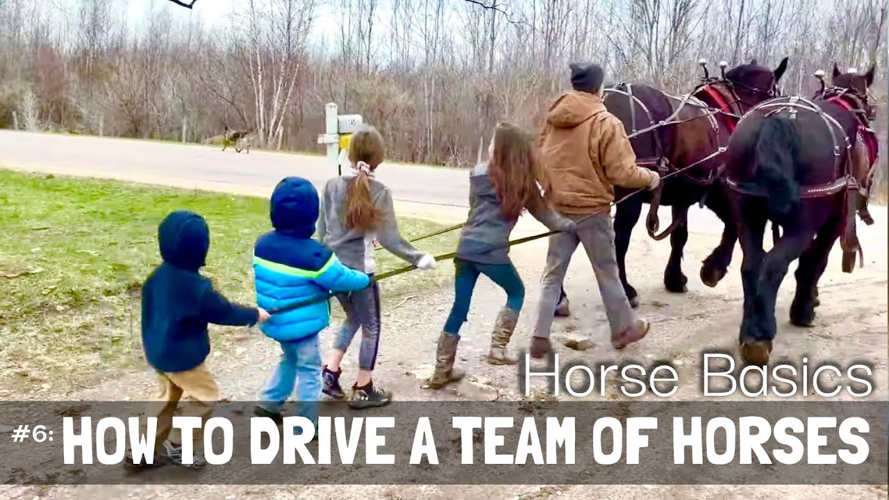 HORSE BASICS #6: How do you Drive a TEAM OF HORSES???