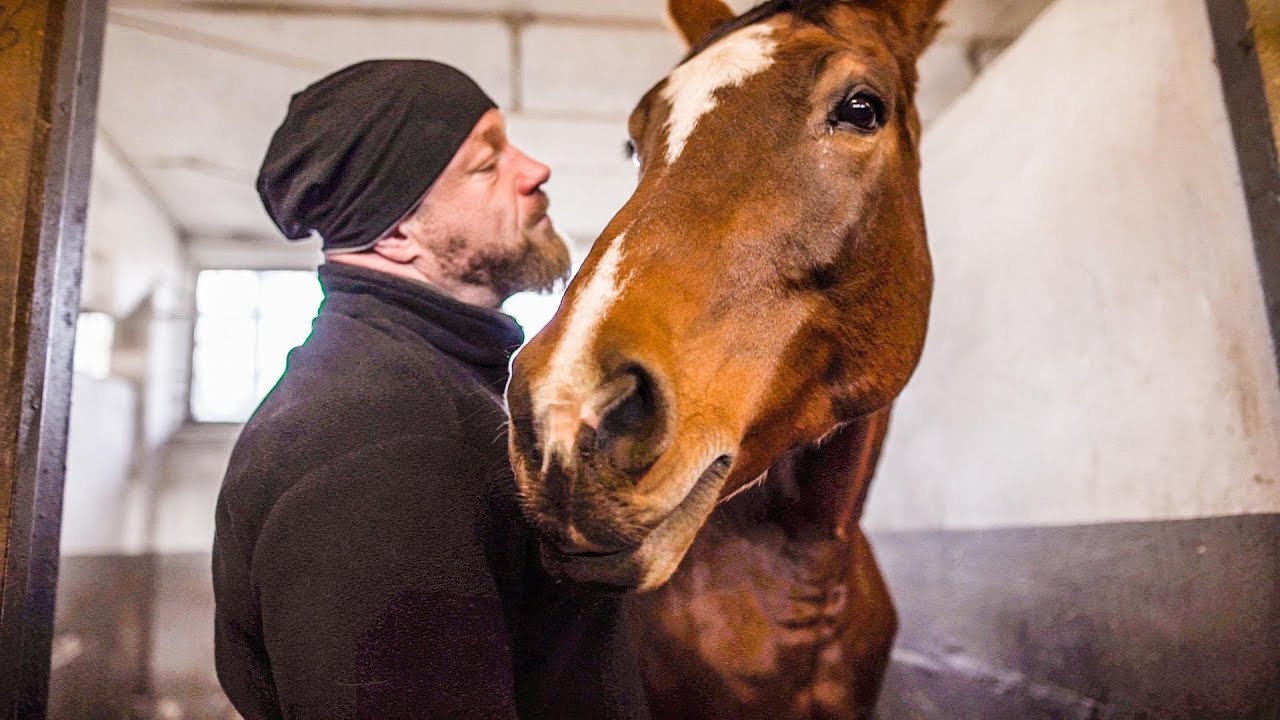 Ich kaufe meiner Frau ein Pferd!