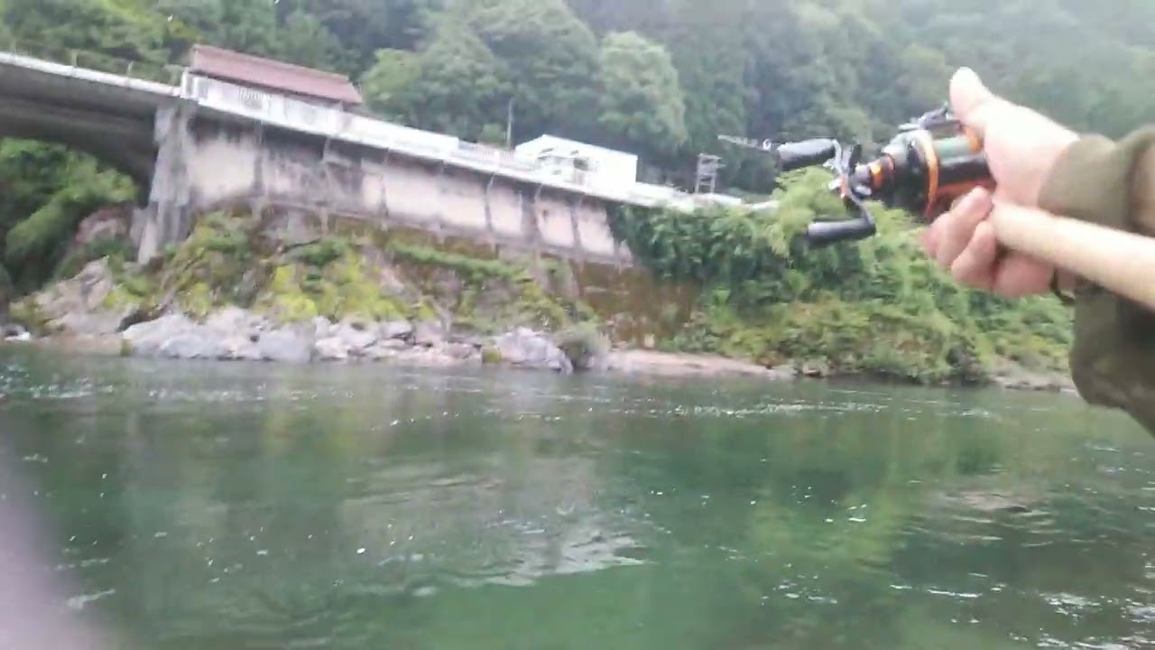 サツキマス☆アマゴ😋釣り散歩43センチ