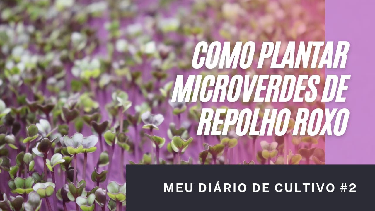 COMO PLANTAR MICROVERDES DE REPOLHO ROXO - (Meu Diário de Cultivo #2)