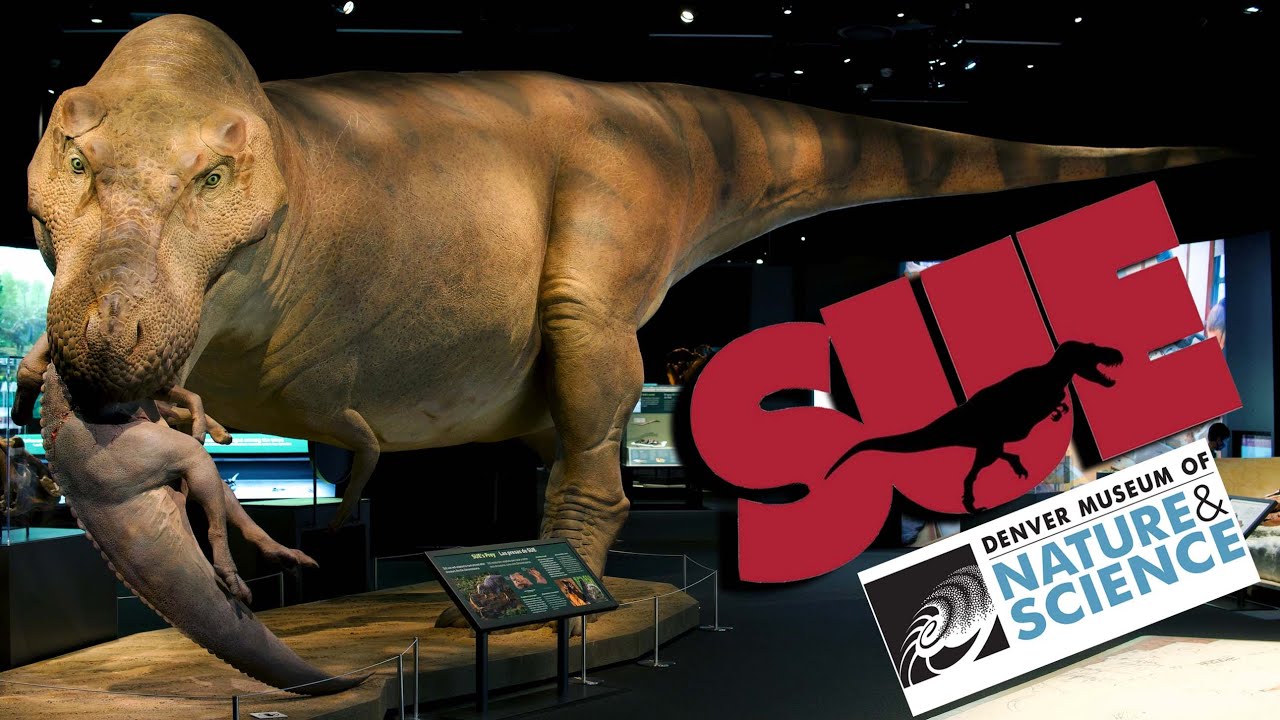 A T. rex Named Sue at the Denver Museum of Nature and Science - Exhibit Reel