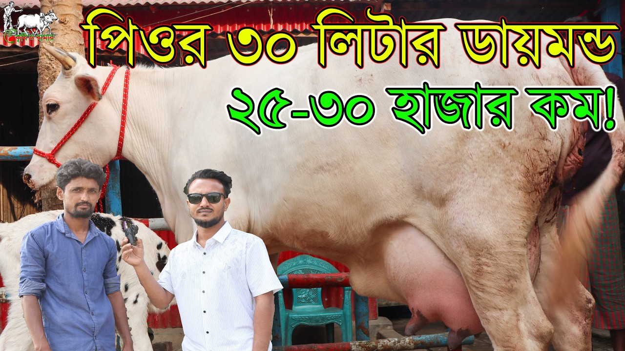বীজ বপন করা আছে সারাদেশে সেই কাস্টমাররাই গাভী নেয়! ৩০ লিটার দুধের রানী গাভী ও ৩০ হাজার কমে ফ্রিজিয়ান