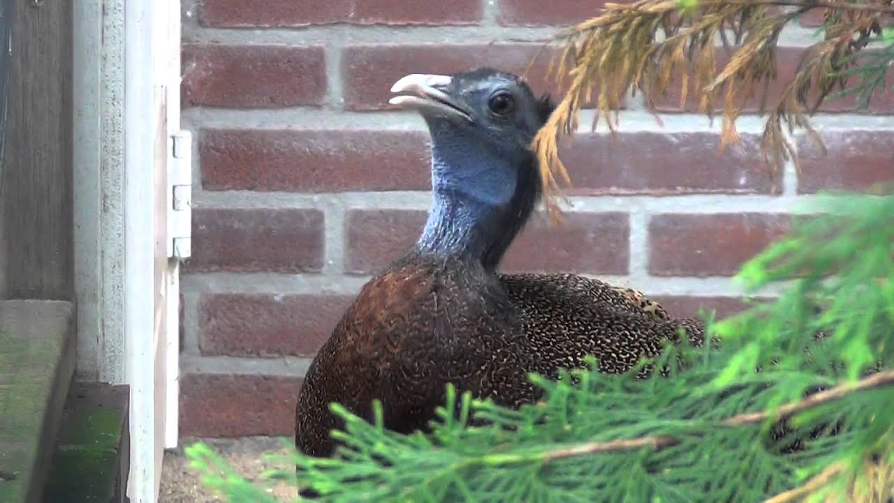great argus pheasant sings