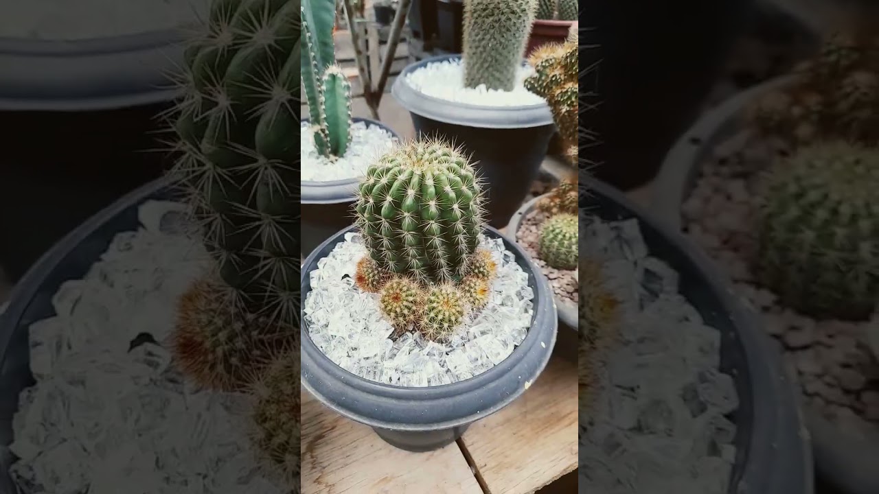 #jardimdecactos #cactusplant #flower #jardim #cactus #plantas #flores #cactos #shorts #gardendesign