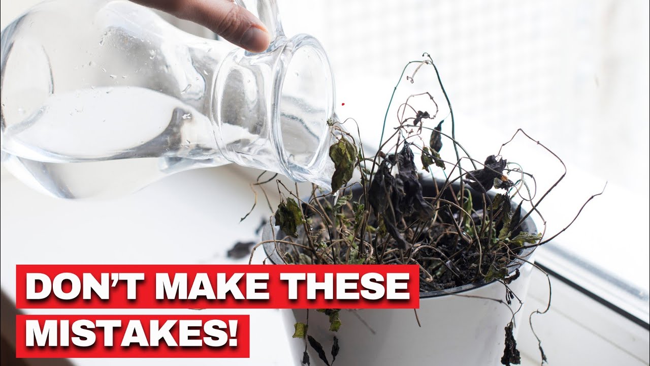 5 Common Houseplant Mistakes (and How to Fix Them)