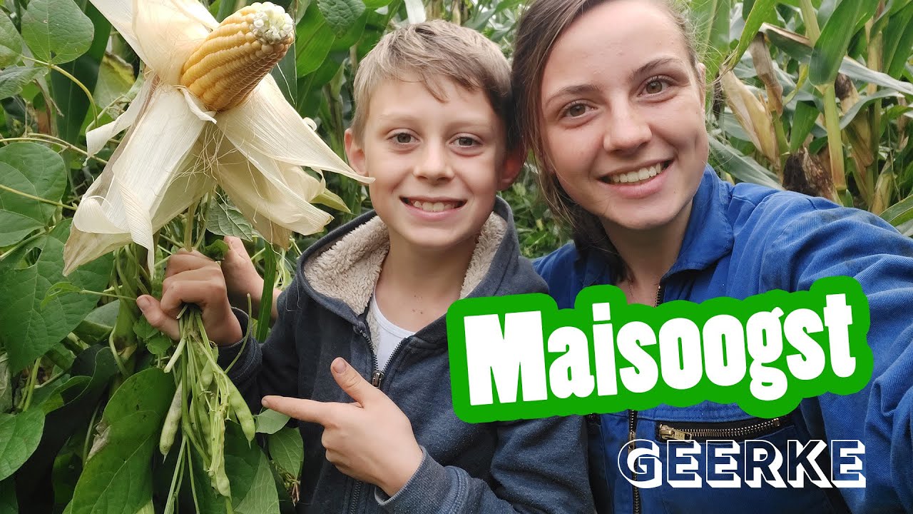 Maisoogst!! - Geerke's vlog #8 - Vloggende jonge boeren