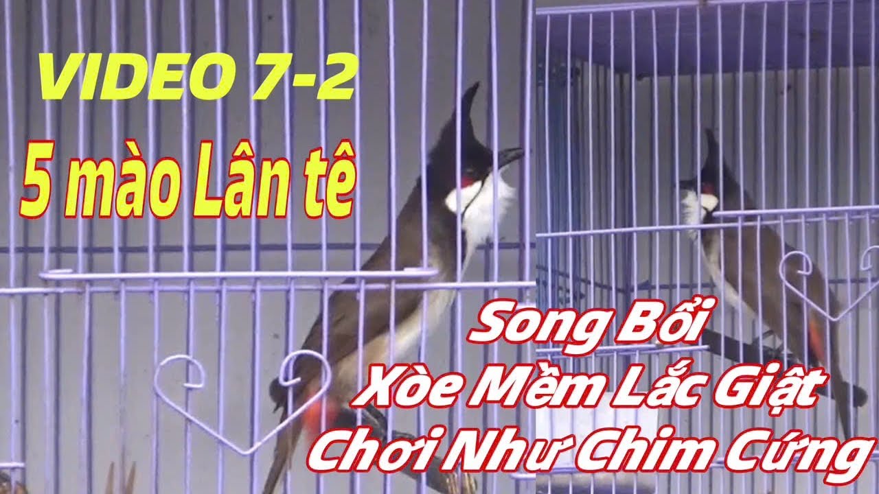 5 MÀO LÂN TÊ - XOÈ MỀM LẮC GIẬT // ĐẤU CĂNG NẾT CHƠI MÃN NHÃN // TUYỂN TẬP BỔI VIP TỐ CHẤT