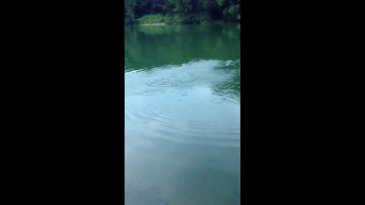 Barbeau de 67cm en Meuse