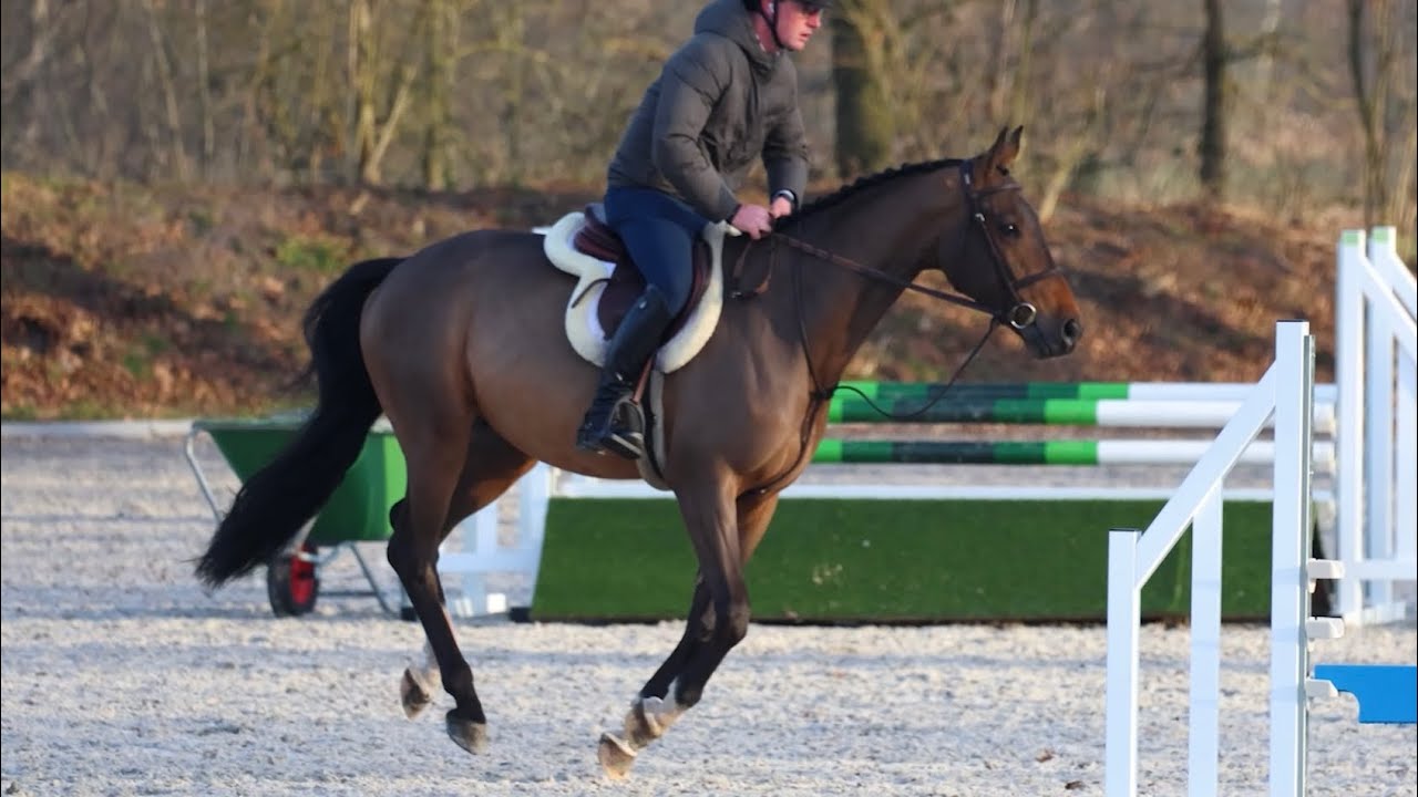 BEAUTIFUL Hunter prospect- GREAT attitude! 16.2 5yo gelding x Comme il Faut 