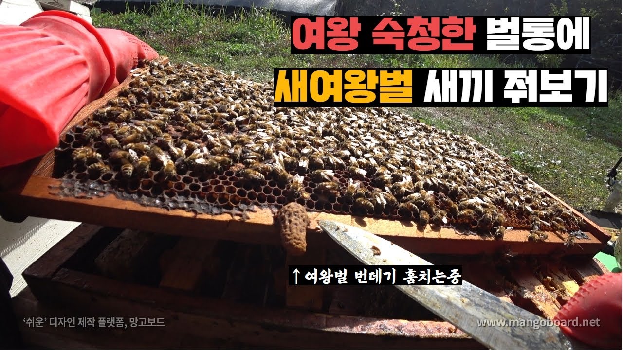 여왕 없어져버린 벌통에 다른 벌통이 만들어둔 여왕벌 훔쳐다주기(feat.합봉)