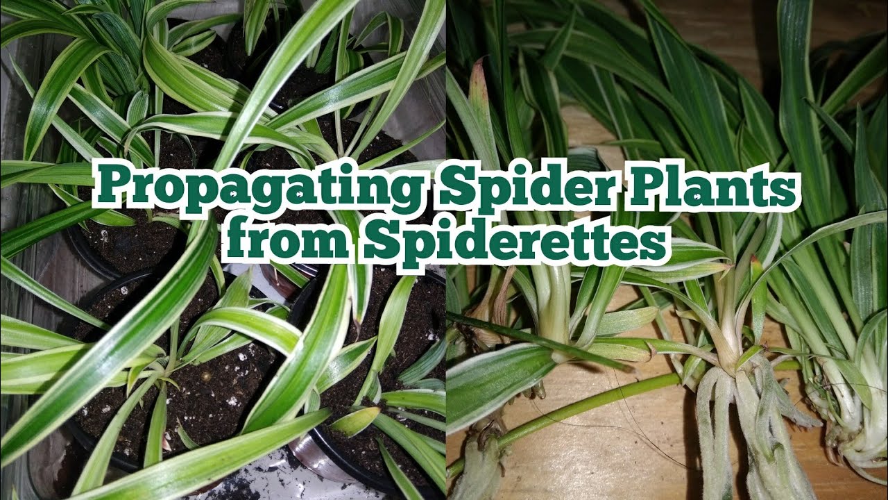 Propagating Spider Plants from Spiderettes