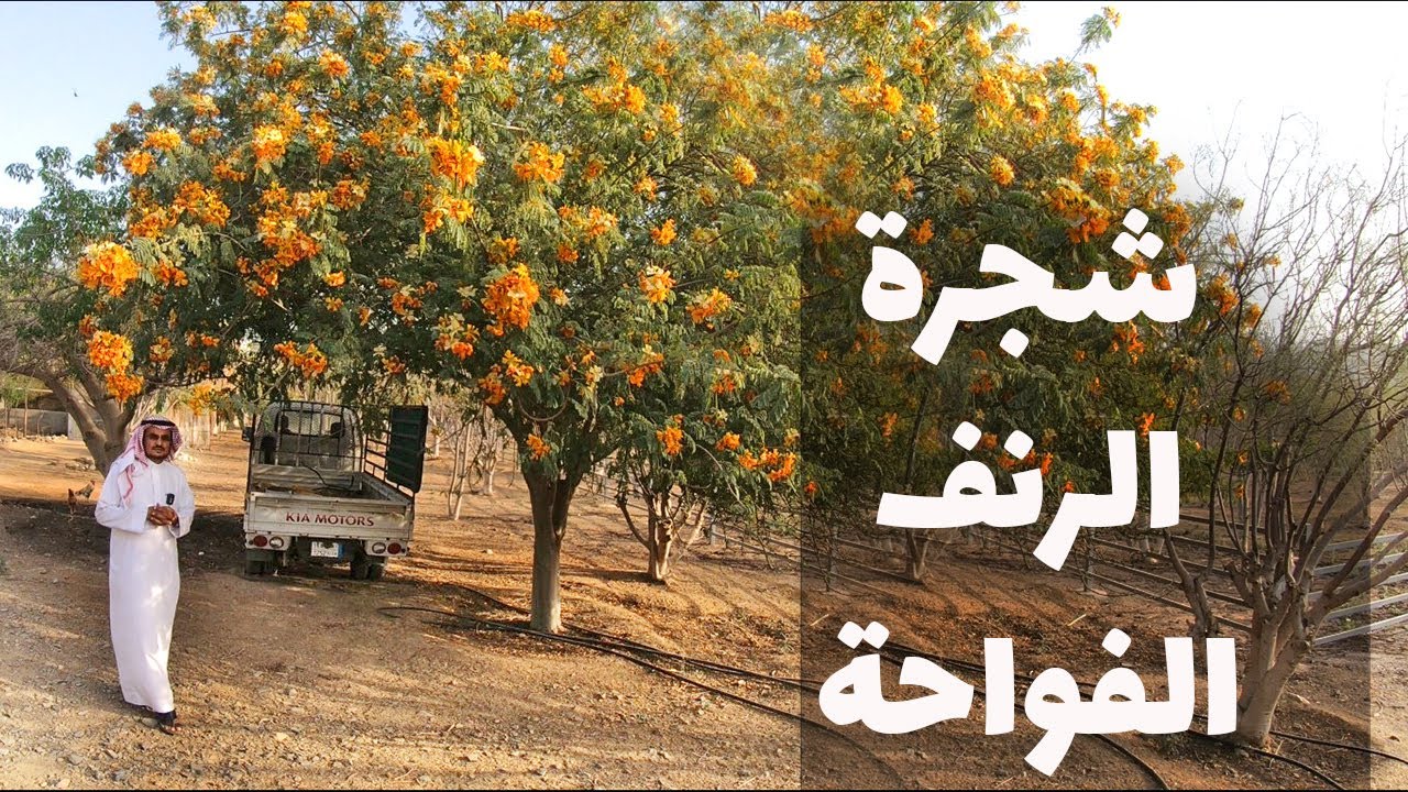 مزرعة الدكتور أحمد قشاش البيئية ج2 شجرة [ الرنف = العضب ] Delonix Elata