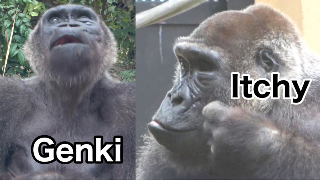 Itchy? Observe the health of Mother Gorilla Genki today.｜Momotaro family