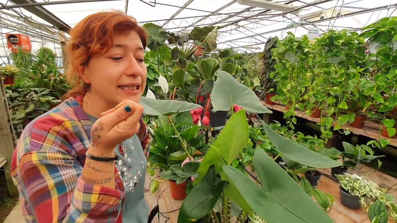 Oggi vi parliamo delle ARACEAE