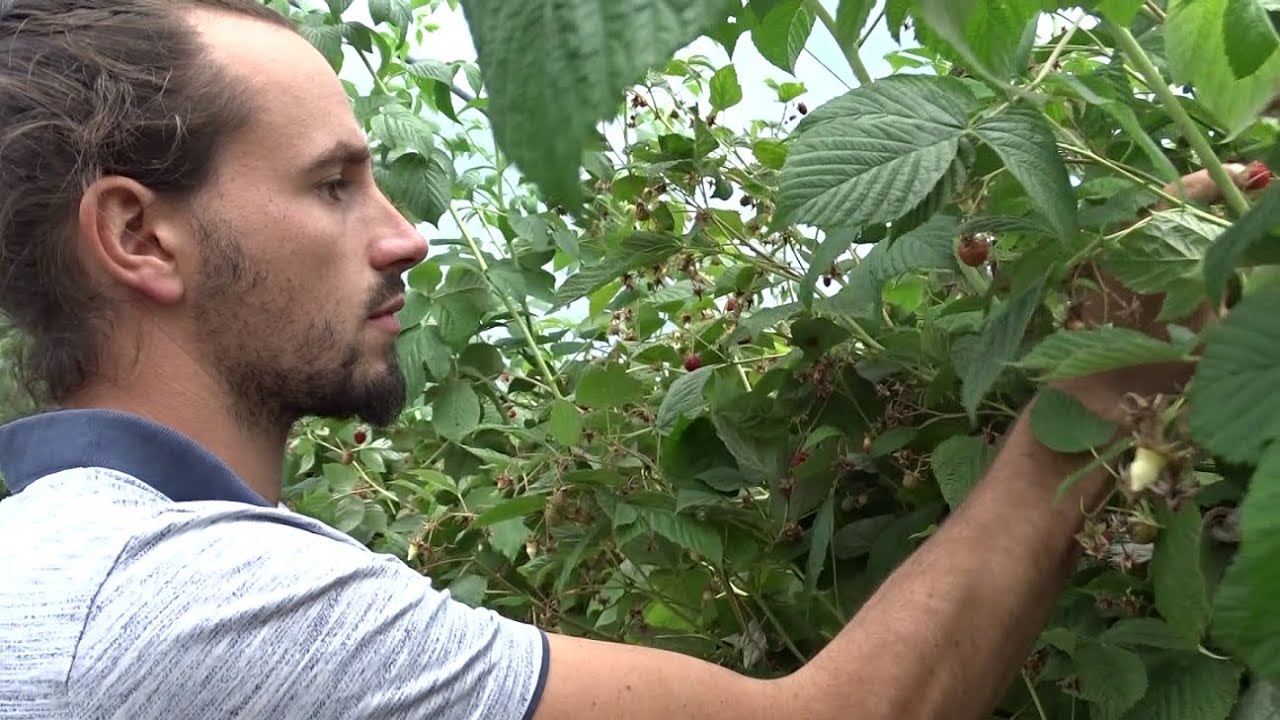 Emeric Duclaux : mes fruits rouges en haute-Loire ! :D