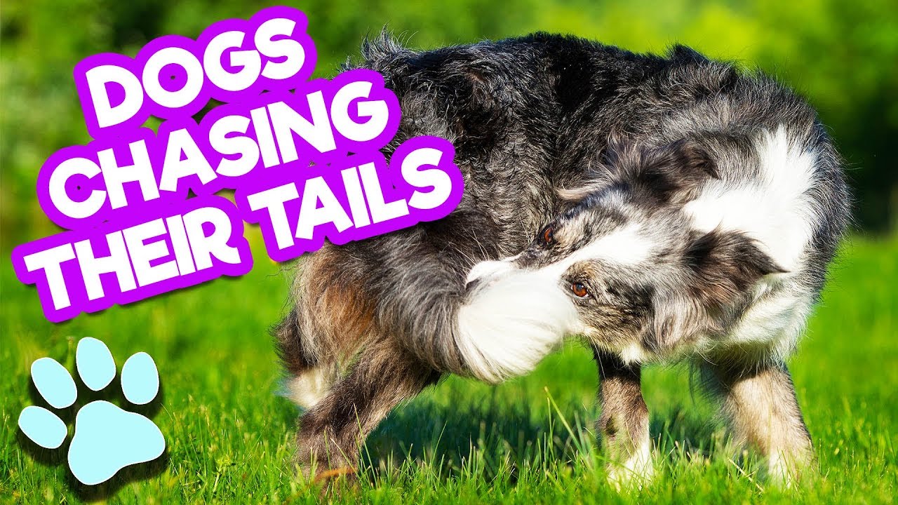Dogs Chasing Their Tails | Funny Dog Compilation | Happy National Puppy Day from #thatpetlife