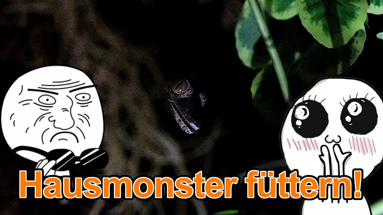 They're being fed a big meal! - Spiders | Geckos | Snakes
